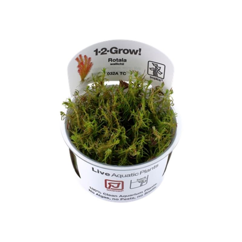 Planta acvariu Rotala Wallichii in vitro Tropica - imagine 4